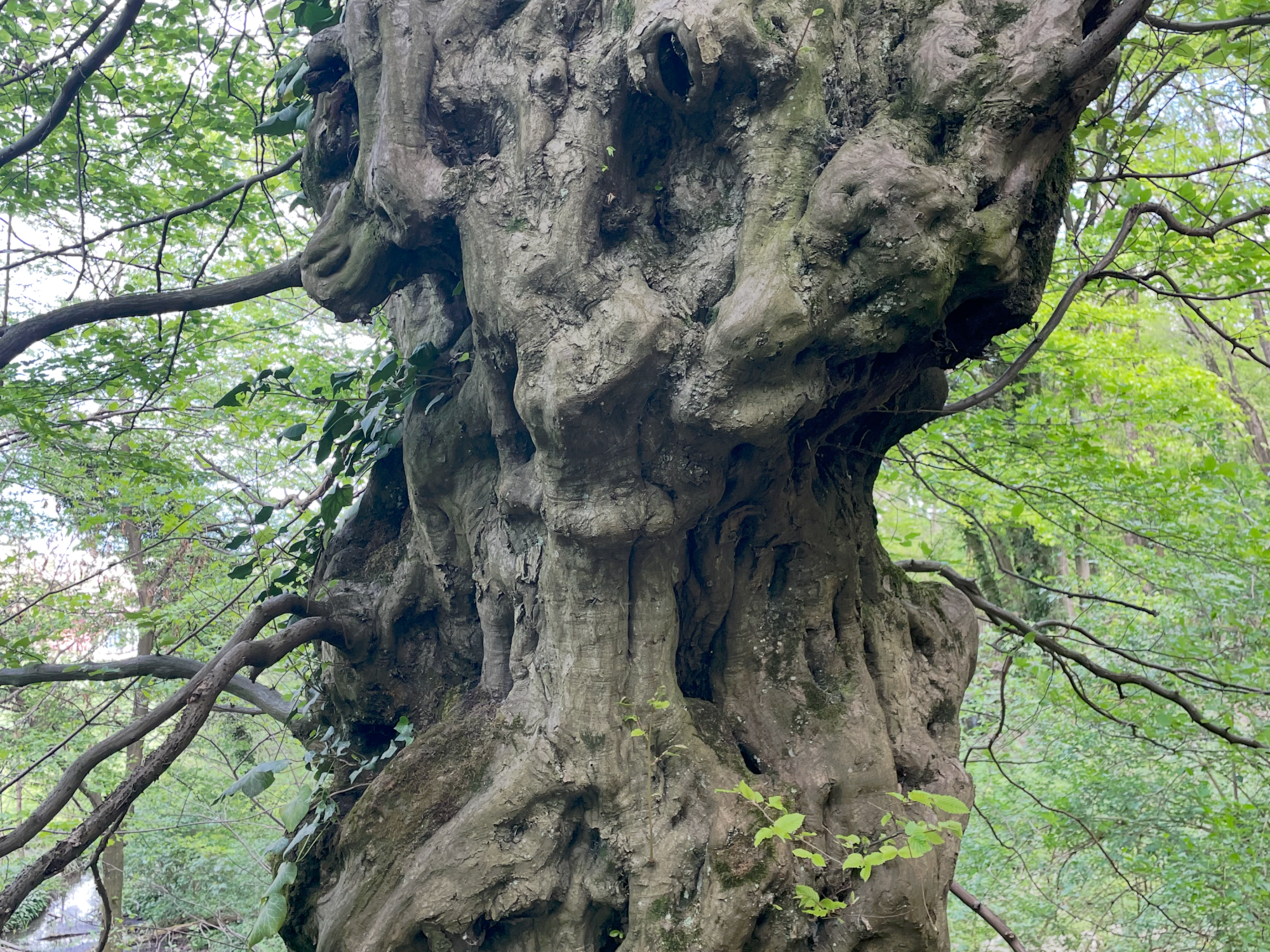 Arbre tortueux trouver dans la Frange verte à Echirolles